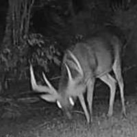 LA - Tensas 350 acres - images 3