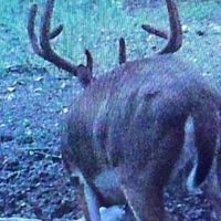 LA - Tensas 350 acres - images 4