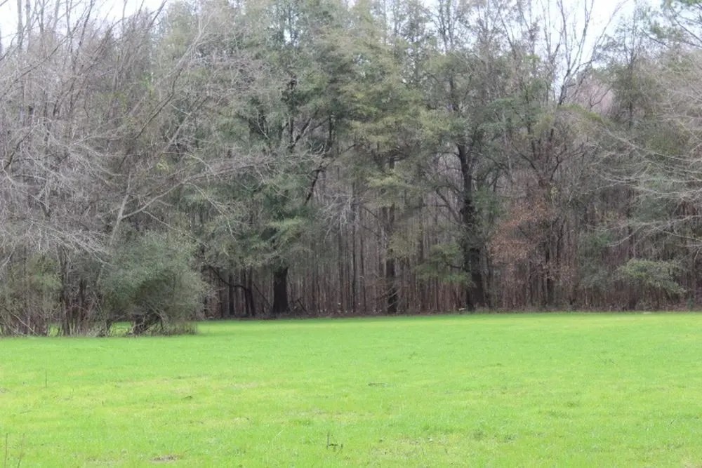 Chickasaw Bogue Hunting Property - 550 acres featured image