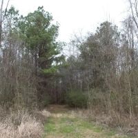 Chickasaw Bogue Hunting Property - 550 acres images 2
