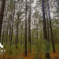 Clark Tract images 3