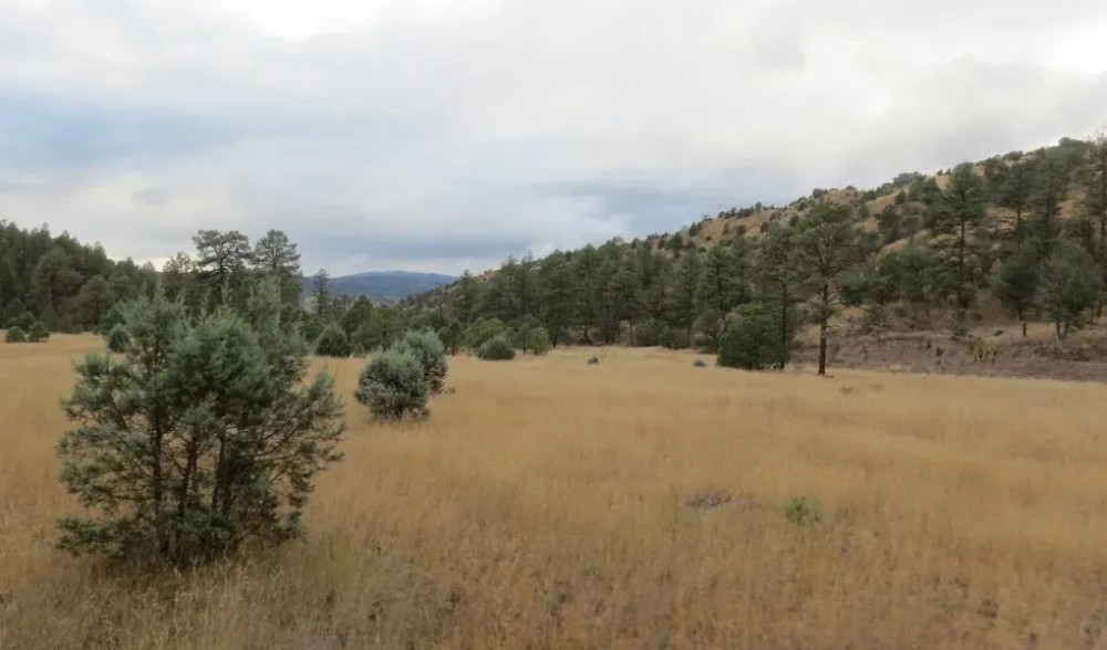 Grant County NM Gila National Forest Inholding Tracts featured image
