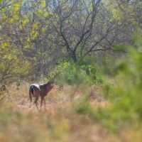 La Mojosa Ranch images 2