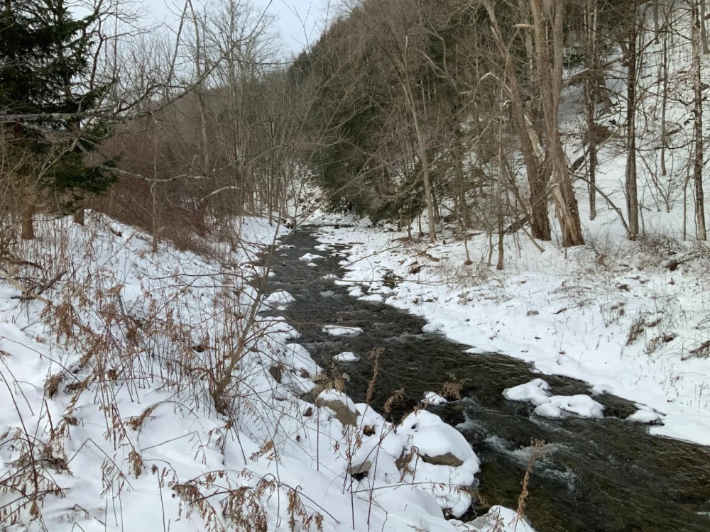 238 acres Creekfront Hunting Land Virgil NY featured image