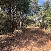 20 acres Weimar TX Colorado County images 4