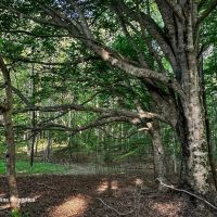 Rural Acreage and Homesite in Davie County NC images 4