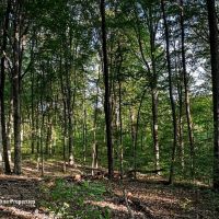 Rural Acreage and Homesite in Davie County NC images 5
