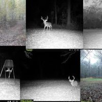 Hunting Land for Sale in The MS Delta images 2