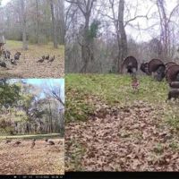 Hunting Land for Sale in The MS Delta images 4