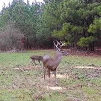 Kirkham 160 - acre Hunting Timber Tract images 4