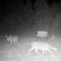 Kirkham 160 - acre Hunting Timber Tract images 5