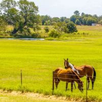 128ac Coastal Field Multiple Wells New Residence images 2
