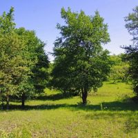 Ag Exempt Hunting Recreational Land in Holland TX images 5