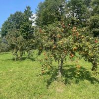 392 Nichols Farm Ln. - Warren County - 217.31 Acres images 3