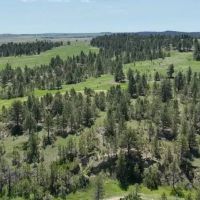 Pine Tracks Ranch