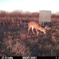 Back on the Market 81.56 Acres Jones County West