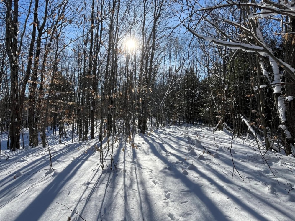 38 acre Wooded Hunting Land Pitcairn NY featured image