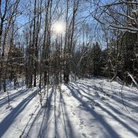 38 acre Wooded Hunting Land Pitcairn NY