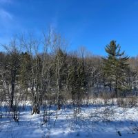 38 acre Wooded Hunting Land Pitcairn NY images 3