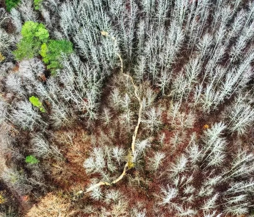One Equity Share on 940 Acres at Long Creek Plantation in Tallahatchie and Grenada County in Grenada MS featured image