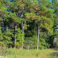 63.19 - Acres Round Prairie Road images 3