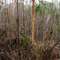 130 Acres with a Cabin in Claiborne County MS images 2