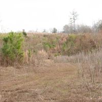 130 Acres with a Cabin in Claiborne County MS images 3