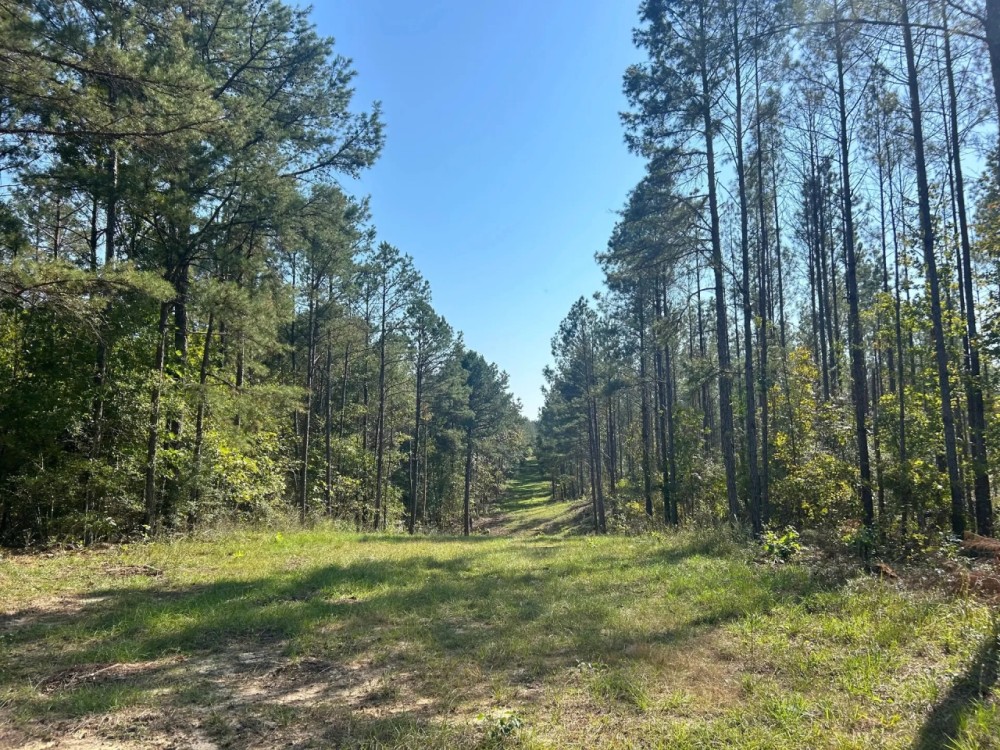 100 Acres in Copiah County MS featured image