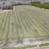 60 Acres in Irwin County GA images 4