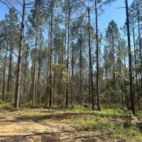 60 Acres in Copiah County MS images 2