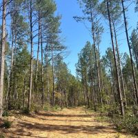 60 Acres in Copiah County MS images 3