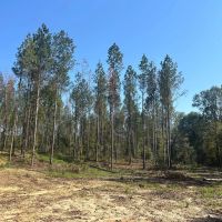 60 Acres in Copiah County MS images 5