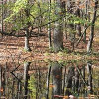 9,940 Acres Monte Sano State Park Rabbit Hunting in Madison, AL