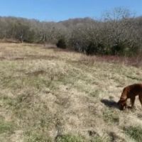 58.08 AC W MTN VIEWS CREEK EASY ACCESS BUILDING SITES PASTURE NO RESTRICTIONS