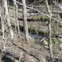 58.08 AC W MTN VIEWS CREEK EASY ACCESS BUILDING SITES PASTURE NO RESTRICTIONS images 4