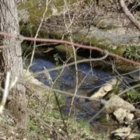 58.08 AC W MTN VIEWS CREEK EASY ACCESS BUILDING SITES PASTURE NO RESTRICTIONS images 5