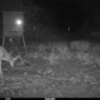 66- Acre hunting property near Lake Spence- Robert Lee Tx images 2