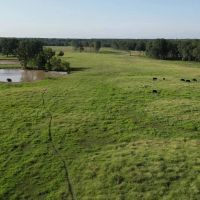 1000 Acres East Texas Cattle Ranch Bowie County TX images 4
