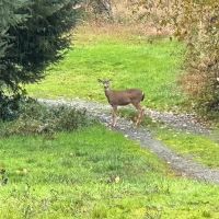 5 Acres in Renton Maple Valley Private Estate Potential with Mt. Rainier Views Meadows and Room for Horses images 5