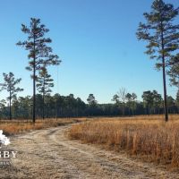 Mims Road Farm images 2