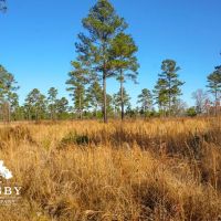 Mims Road Farm images 3