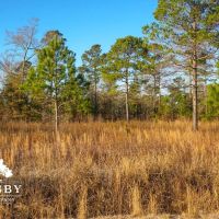 Mims Road Farm images 5