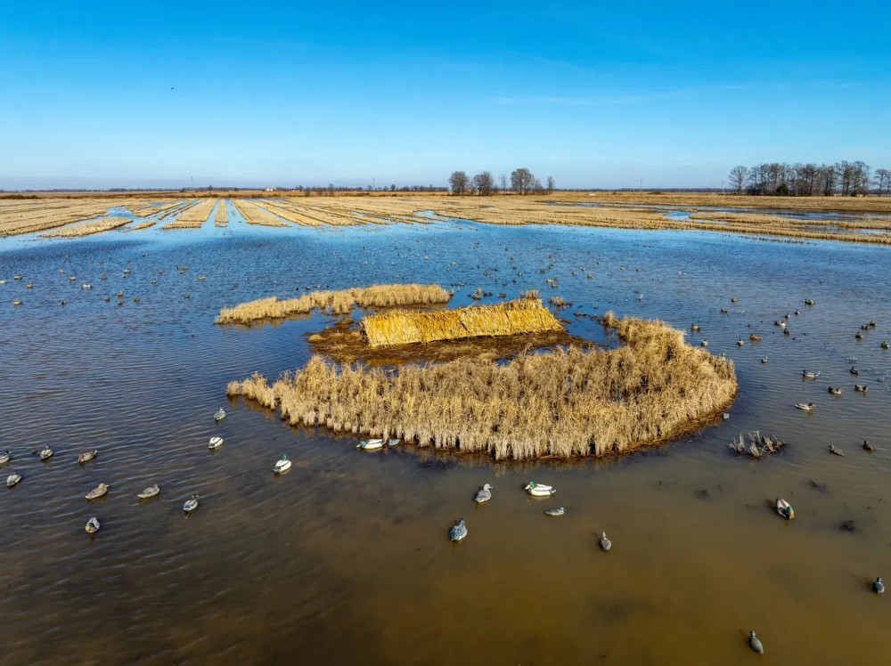 513 - Row Crop Duck Goose Hunting Property Cross County Arkansas featured image