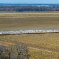 513 - Row Crop Duck Goose Hunting Property Cross County Arkansas images 2