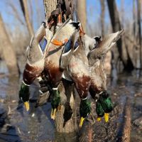 One Equity Share With a Cabin at Togo Land Company LLC in Claiborne County MS images 3