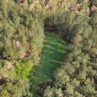 340 Acres Hunting Timberland for Sale St Helena Parish LA images 2