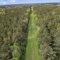 340 Acres Hunting Timberland for Sale St Helena Parish LA images 3