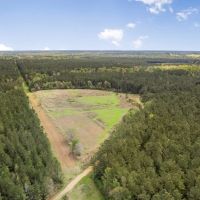 340 Acres Hunting Timberland for Sale St Helena Parish LA images 4