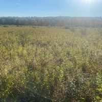 Hunting Land with Creek on 10 acres near State Land in Granger NY Kempshaw Rd images 2
