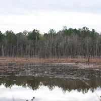 70 Acres in Clarke County MS images 3